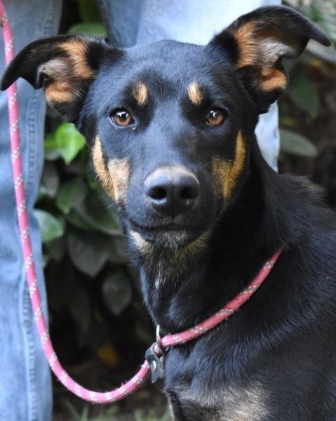 Djamica - fröhliche Junghündin mit offenem Herzen