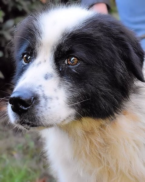 Puccie - unser liebes Mädchen...
