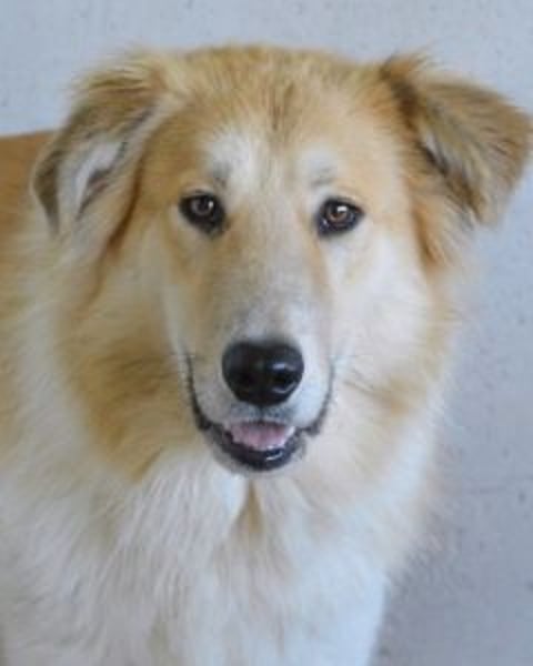 Lauritz - sucht seinen Platz im Leben