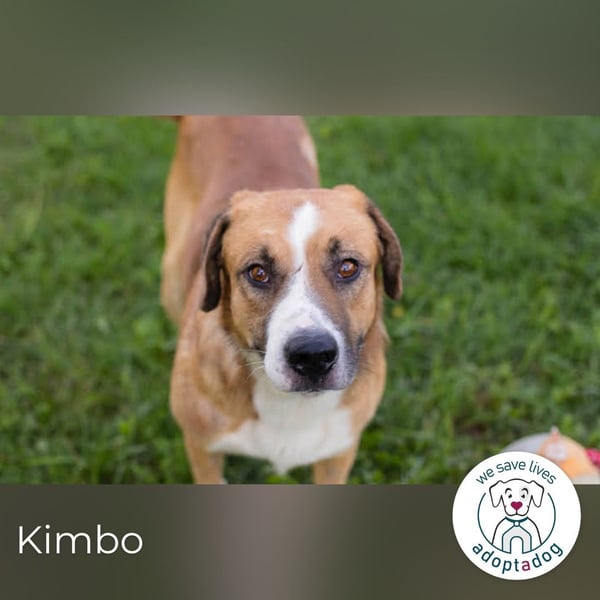 Kimbo: Sensibler Herzenshund mit großem Potenzial