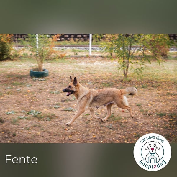 Fente: liebevolle Mama sucht fürsorgliches Zuhause