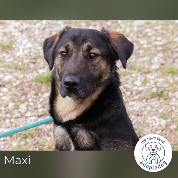 Maxi: Sonnenschein auf vier Beinen