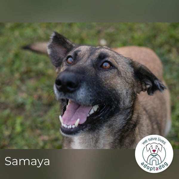 Samaya: sucht ein Zuhause