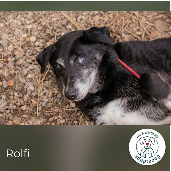 Rolfi sucht ein Zuhause
