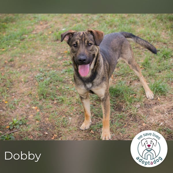 Dobby: Treuer Begleiter