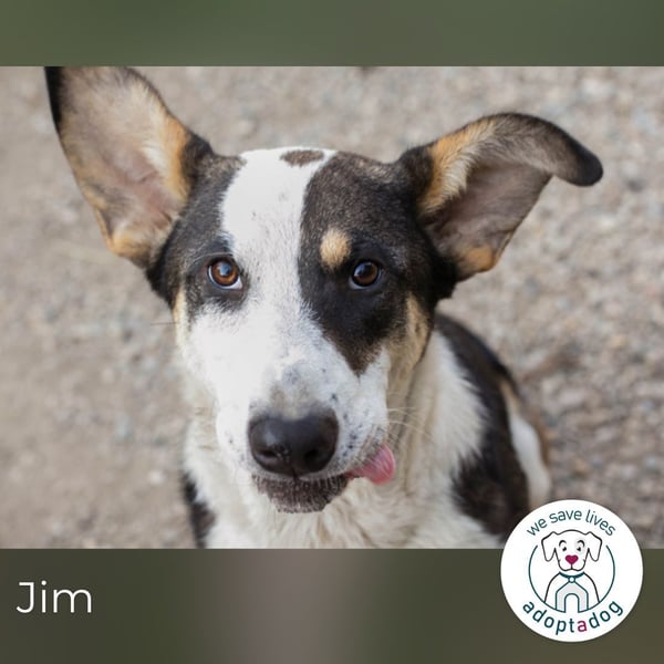 Jim: Sucht ein Abenteuer