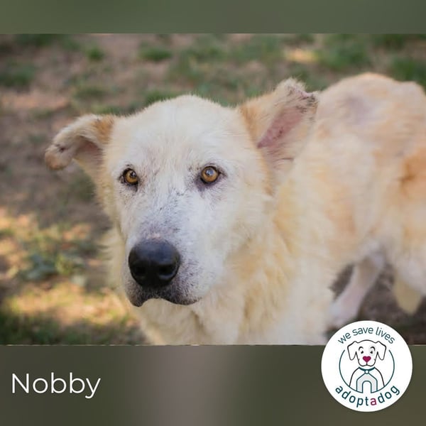 Nobby: Letzte Jahre in Geborgenheit