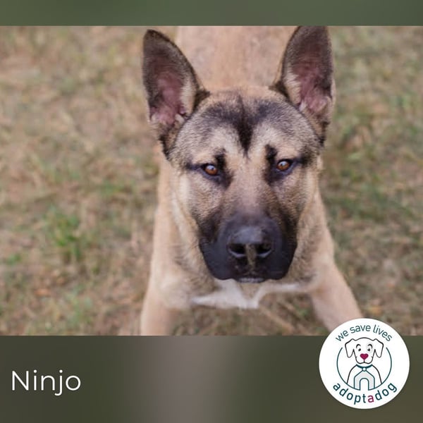 Ninjo: verspielter Junghund sucht liebevolles Zuhause