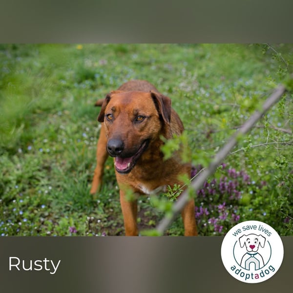 Rusty wartet auf seine Menschen