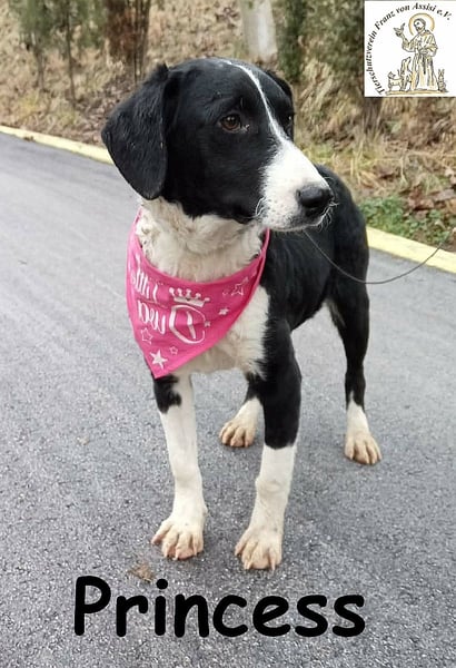 Princess – sucht kein Schloss, nur ein Herz, in dem sie wohnen darf!