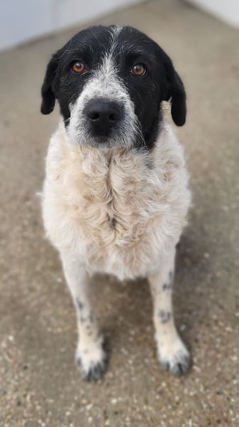MARCELA ❤️ sanfte Hundemama auf der Suche nach ihrem Glück