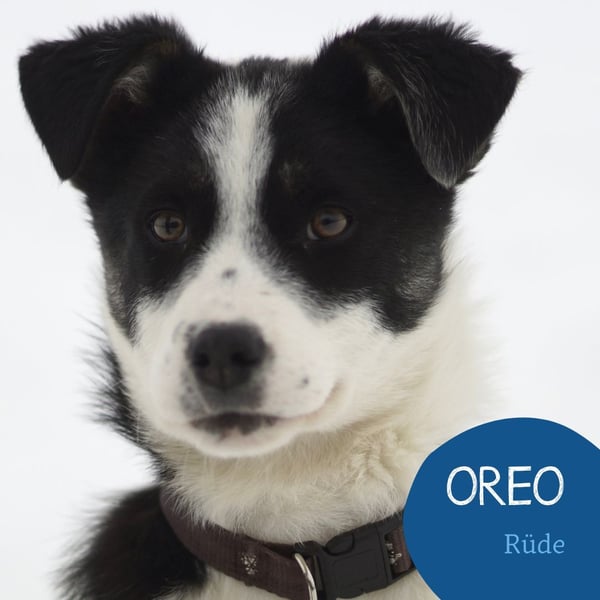 Verspielter Oreo sucht seine Familie