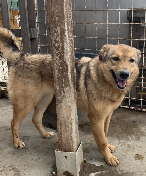 ⭐️SINA⭐️, Tratschtante, Hündin, 7 Jahre, 53 cm, Mischling, Tierschutz