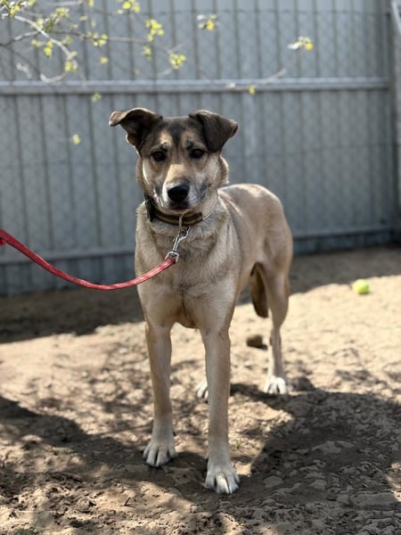 Nayeli sucht ein Zuhause mit Erfahrung