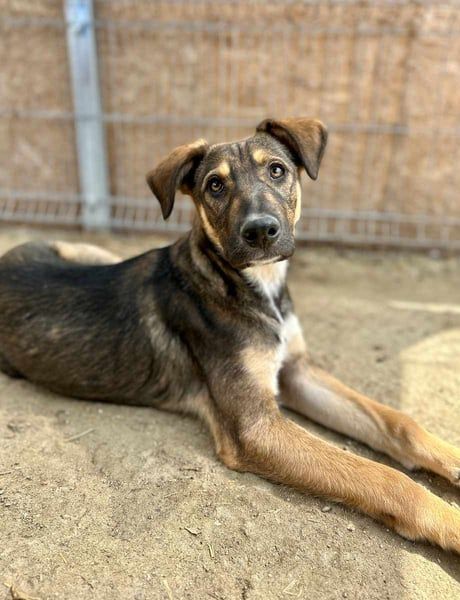 ⭐️EPPO⭐️, entspannter, junger Rüde, 9 Monate, bis 50cm ausgew., Mischling, Tierschutz