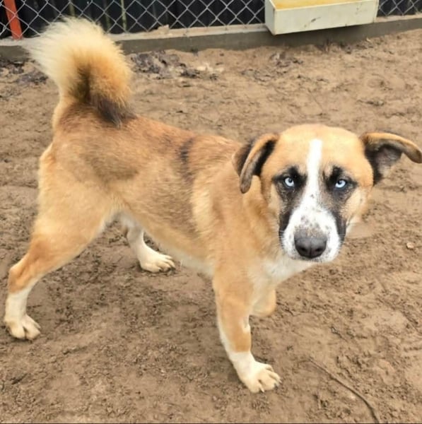 Shirley - Verliebst du dich in mich ?