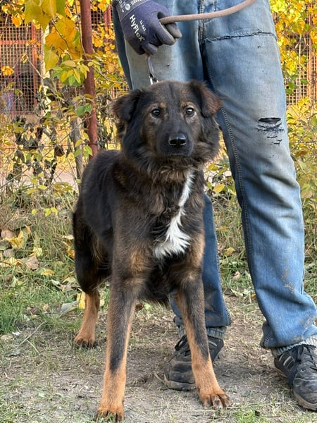 Kalina - tolle Hündin möchte bei dir einziehen!