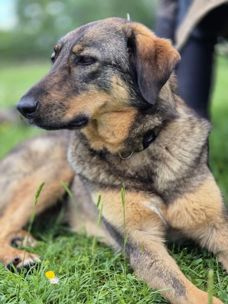 AMY, Frohnatur, 2 Jahre, 59 cm, Mischling, Pflegestelle 57635, Tierschutz Rumänien
