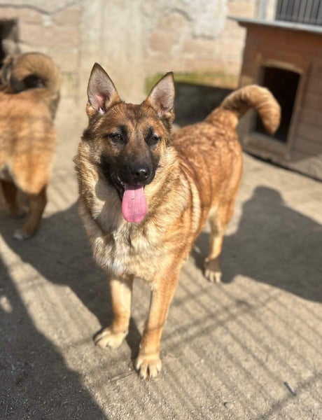 ⭐️TINNI⭐️, Malinois-Mix, Hündin, 9 Monate, 53 cm, Mischling, Tierschutz Rumänien