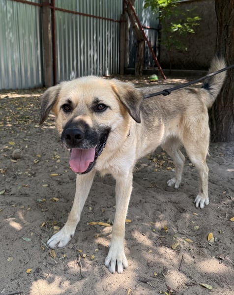 Csimo - warum wird er immer übersehen