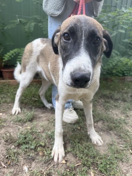 Hézöl sucht ihre Menschen!