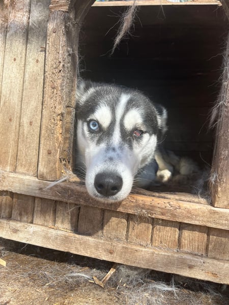 Hanna - Huskyhündin sucht Geborgenheit