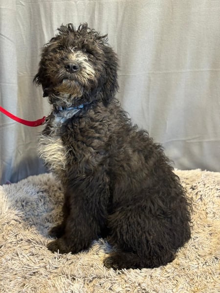 kleiner Welpe Cezi möchte nach Hause kommen