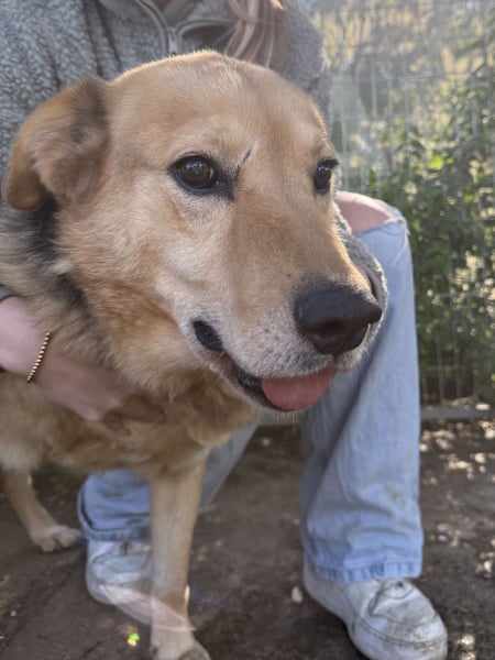 Jago hat ein großes Herz