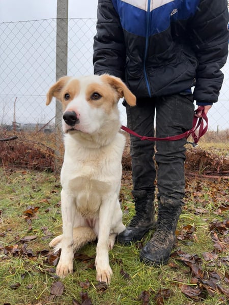 Falina - liebevolle, entspannte Hundedame sucht ihre Familie