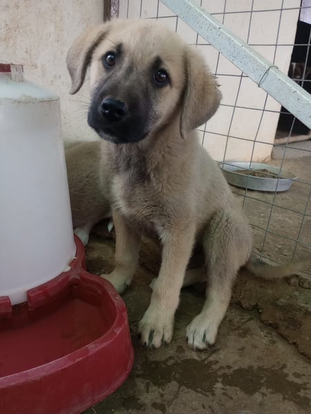 Tom - Welpenpower mit ganz viel Herz