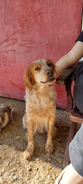 Nemo - Ein sanfter Spaniel-Mix sucht endlich Sicherheit