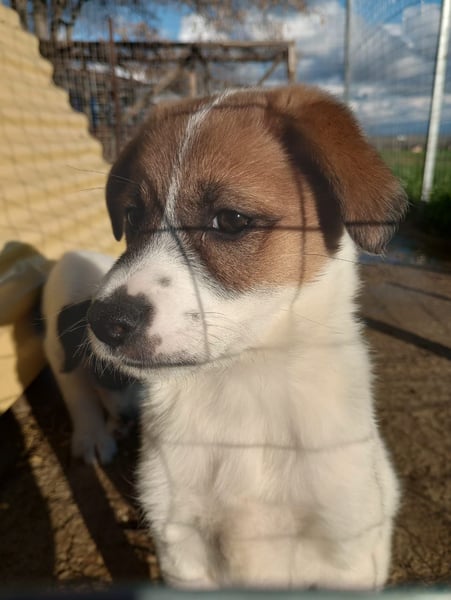 Deniz - Ein fröhlicher Begleiter für's Leben