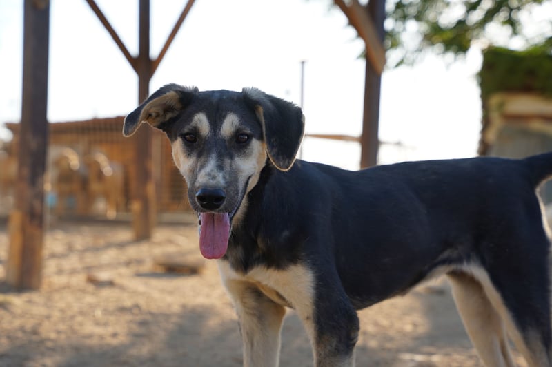 Nina- Eine junge Hündin sucht ihr Herz-Zuhause  Nina wurde ca. Anfang 2025 geboren und kam als sehr