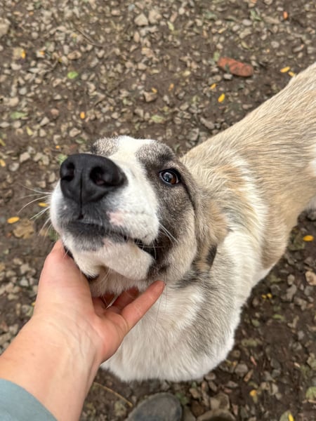 SOARE hätte gerne einen Platz für's Leben