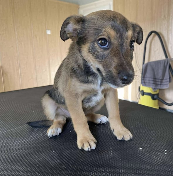 Zsebi, wie süß kein ein Welpe Bitteschön sein….