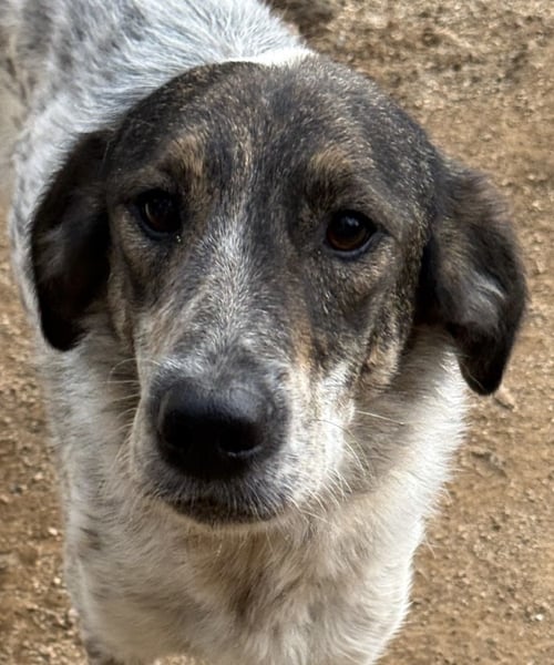 CLODETTE - lieb und menschenbezogen