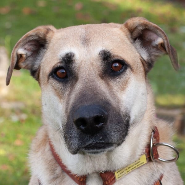 Topaz - ruhig, ausgeglichen und menschenbezogen - Tierhilfe Franken e.V.