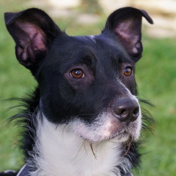 Rübe - frech, aktiv, verspielt - Tierhilfe Franken e.V.