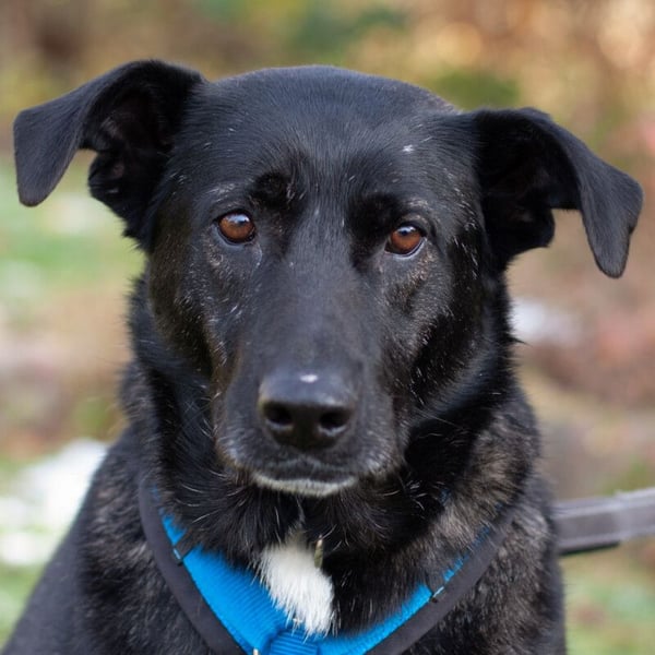 Onyx - ruhig und ausgeglichen - Tierhilfe Franken e.V.