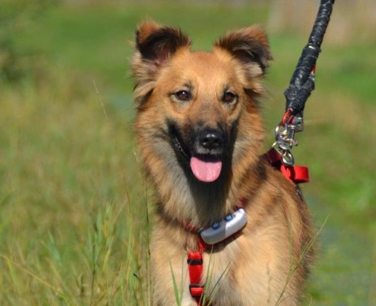 Dani, auf dem Weg zur Traumhündin