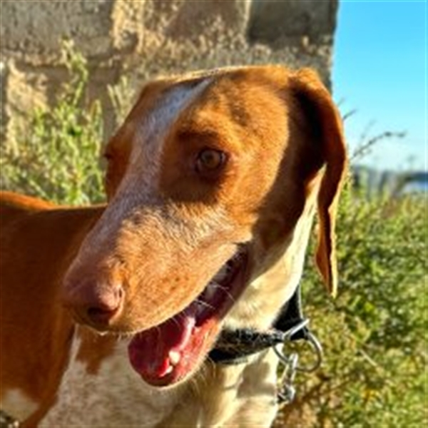 Ringo – Schluss mit der Opferrolle!