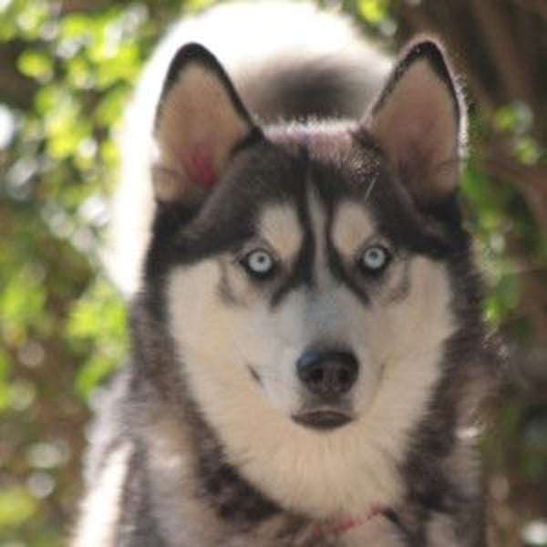 Bonnie - menschenbezogene und verschmuste Husky Hündin