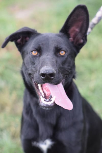 Heidi - tolle Hündin die gelehrig ist und Spaß an Nasenarbeit hat