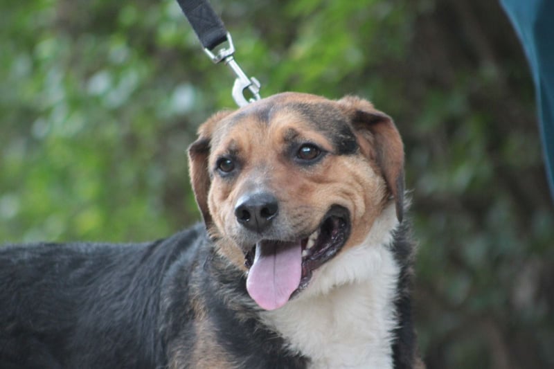 Donut - trotz seiner Größe ein liebenswerter, sanfter und verspielter Rüde