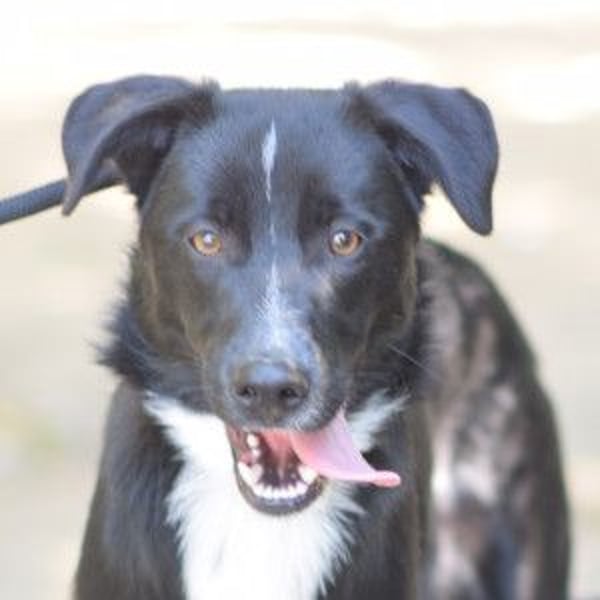 Cäsar - aufgeschlossener, freundlicher Rüde