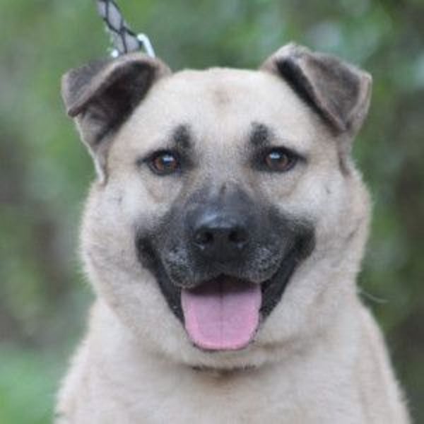 Lisa - freundliche, liebevolle Hündin die anfangs etwas schüchtern ist