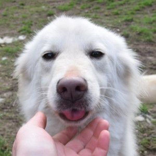 Caruso - zeigt sich freundlich, stubenrein und möchte alles kennenlernen