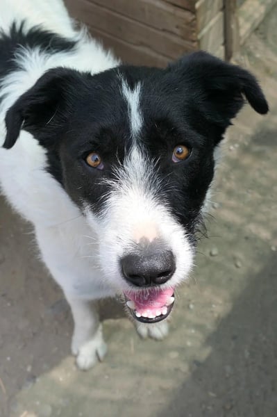 Lieber Eric sucht sein Zuhause