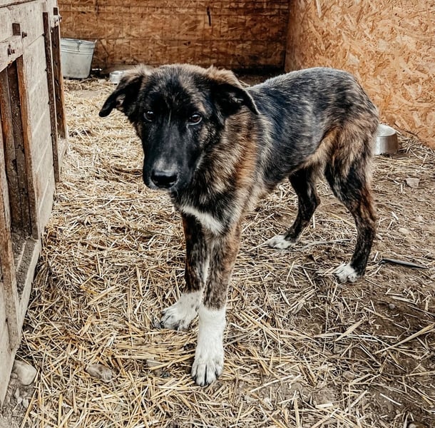 CARLO - zauberhafter Junghund sucht seine Menschen