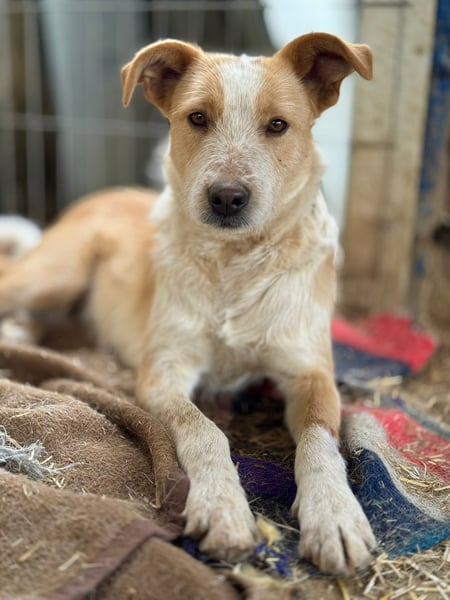 ARYA - aufgeschlossene, liebe Hündin sucht ihre Menschen